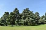 Blenheim Park and Gardens, landscaped by Capability Brown, provide the backdrop for Tino Sehgal’s performance pieces, which he does not allow to be photographed. Image courtesy of Blenheim Art Foundation.