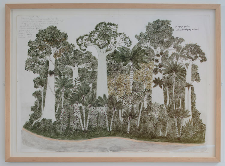 Abel Rodríguez. Cycle of the Maloca Plants, 2009 (detail). Ink, graphite, and watercolour on paper. Courtesy the artist, Tropenbos International and José Roca FLORA ars+natura, Bogotá, Colombia. Installation view, Dundee Contemporary Arts, 2019. Photo: Ruth Clark.