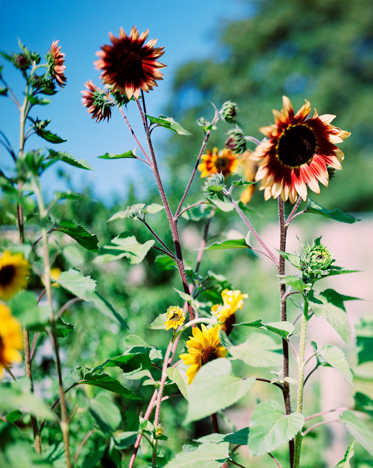 Thomas Struth. Bright sunflowers – No. 1, Winterthur 1991. Chromogenic print, 84 x 66 cm. Viehof Collection. © Thomas Struth.