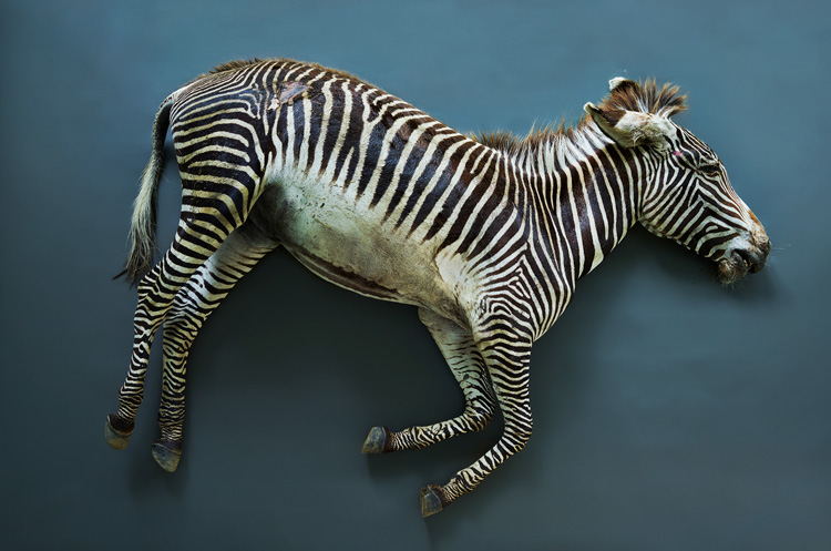 Thomas Struth. Grave's zebra (Equus gravy), Leibniz IZW, Berlin 2017. Inkjet print, 160.5 x 223.5 cm. Courtesy Galerie Max Metzler, Berlin | Paris | London. © Thomas Struth.