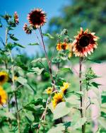 Thomas Struth. Bright sunflowers – No. 1, Winterthur 1991. Chromogenic print, 84 x 66 cm. Viehof Collection. © Thomas Struth.