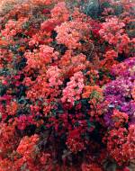 Thomas Struth. Paradise 26, Palpa, Peru 2003. Chromogenic print, 211.5 x 168.6 cm. © Thomas Struth.