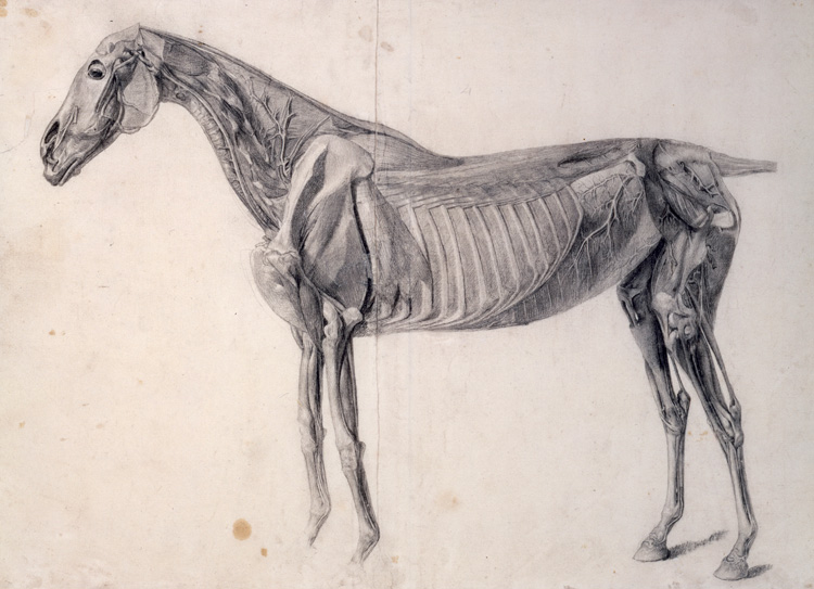 George Stubbs, Finished study for The Fourth Anatomical Table of the Muscles ... of the Horse, 1756-58. Pencil and black chalk, 36.2 x 49.5 cm. © Royal Academy of Arts, London.