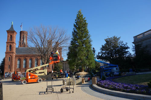 Preparing Christmas tree with explosives by Cai Guo Qiang. Commissioned by the Arthur M. Sackler Gallery and the State Department Art in Embassies Program.