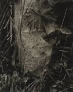 Paul Strand. Cobweb in Rain, Georgetown, Maine, 1927 (negative); 1927 (print). Gelatin silver print, Image: 9 11/16 x 7 13/16 in (24.6 x 19.8 cm), Philadelphia Museum of Art, 125th Anniversary Acquisition, The Paul Strand Collection, The Lynne and Harold Honickman Gift of the Julien Levy Collection, 2001 © Paul Strand Archive/Aperture Foundation.