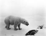 Hiroshi Sugimoto. Polar Bear 1976. Gelatin-silver print, 119.4 x 149.2 cm. Copyright Hiroshi Sugimoto.