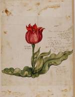 Conrad Gessner. Historia plantarum, Drawing © Erlangen, University Library.
