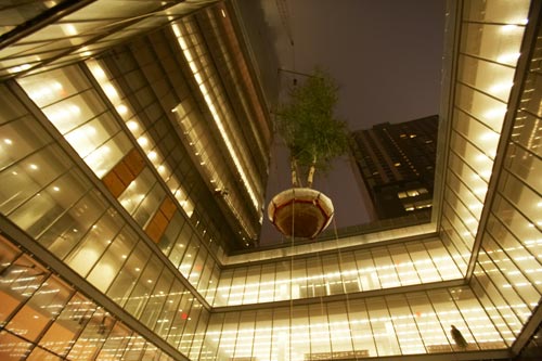 Installation of Birch and Moss Garden, the New York Times Building. Photograph: Annie Leibovitz for Forest City Ratner Companies
