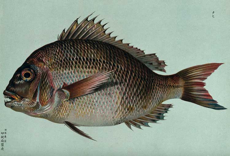 Unknown maker, A Fish (Snapper), 1884. Source: Wellcome Collection.