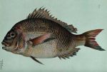 Unknown maker, A Fish (Snapper), 1884. Source: Wellcome Collection.