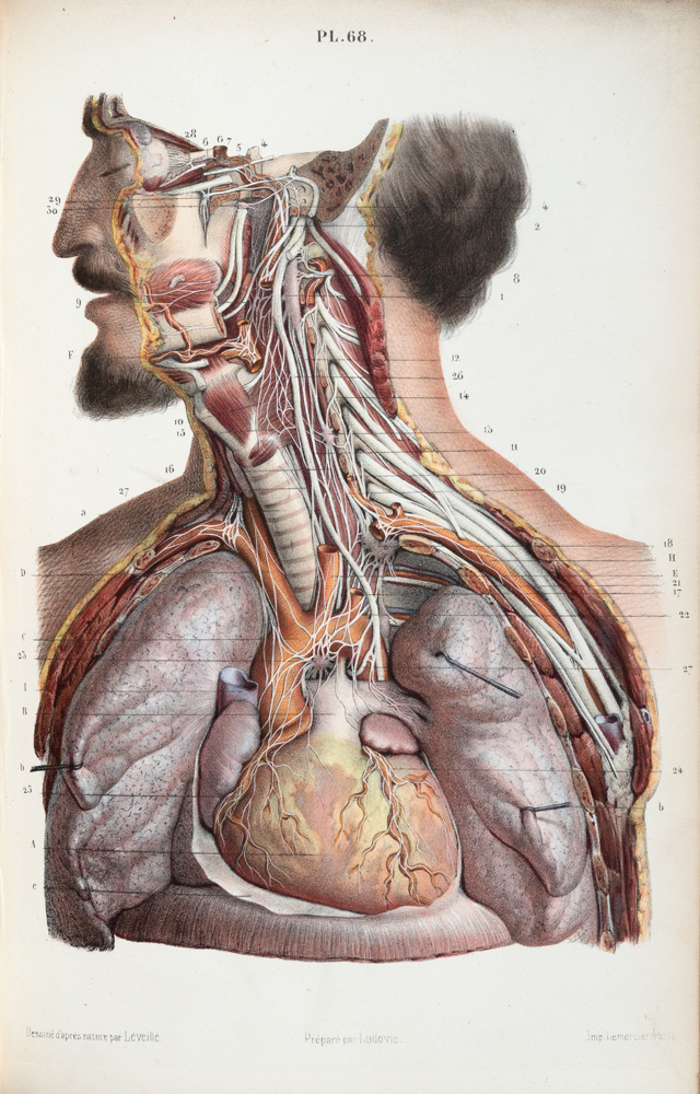 Illustration of the sympathetic nervous system in Nevrologie. Dissected by Ludwik Hirschfeld, drawn by Jean-Baptiste Léveillé, lithograph prepared by Lemercier. Published Paris, 1853. © Royal College of Physicians. Photo: Mike Fear.