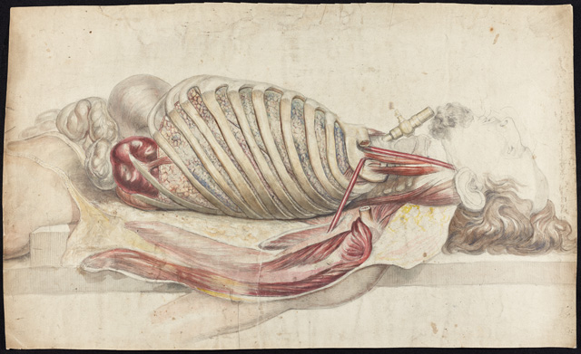 Illustration of the torso showing forced inspiration. Drawn by Francis Sibson, c.1840-c.1860. © Royal College of Physicians.