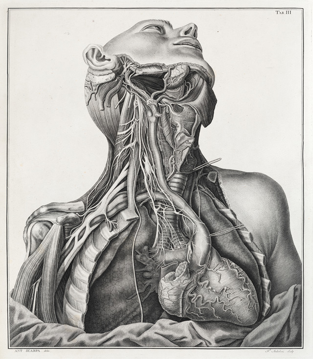 Illustration of the cardiac nerves of the right side in Tabulae neurologicae ad illustrandam historiam anatomicam cardiacorum nervorum. Dissected and drawn by Antonio Scarpa and engraved by Faustino Anderloni. Published Pavia, 1794. © Royal College of Physicians. Photo: Mike Fear.