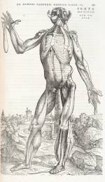 Illustration of the muscles of the torso in Isagogae breves. Dissected and probably drawn by Jacopo Berengario da Carpi, woodcut artist unknown. Published Bologna, 1523. © Royal College of Physicians. Photo: Mike Fear.