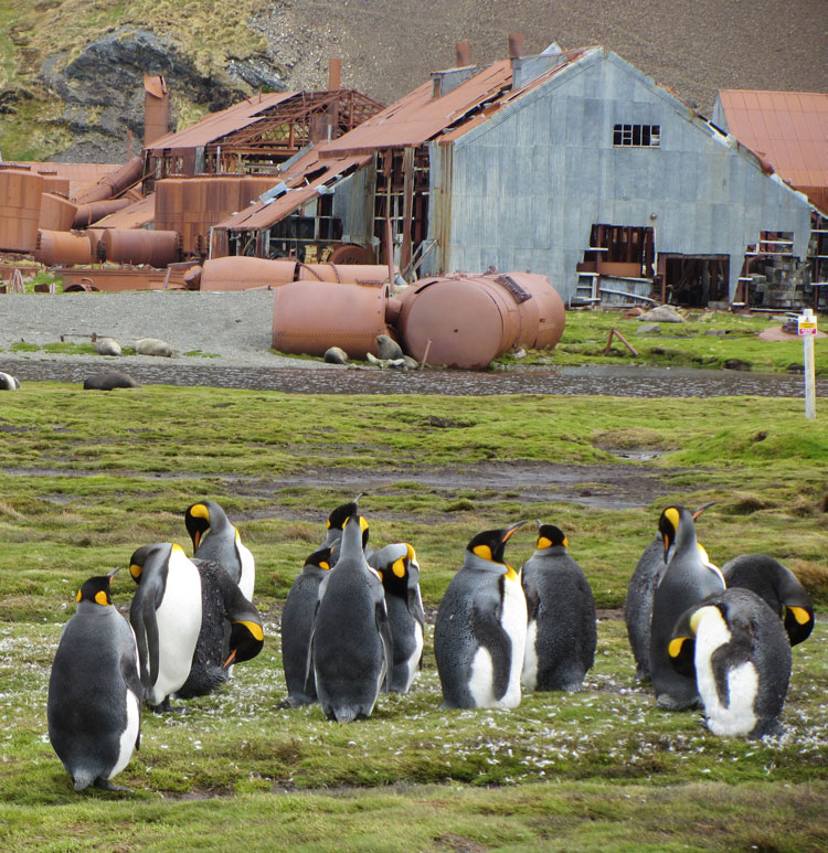 Grytviken, South Georgia. Photo: Juliet Rix.