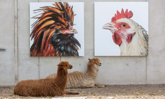 Alpacas in the Cosmopolitan Culture Park, LABIOMISTA, Genk (BE). © Koen Vanmechelen, 2019. Photo: Tony van Galen for the city of Genk.