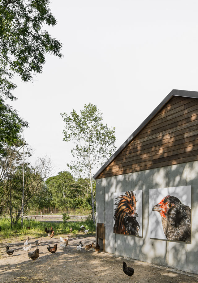 Cosmopolitan Culture Park, Cosmopolitan Chickens in front of their barn, LABIOMISTA, Genk (BE). © Koen Vanmechelen, 2019. Photo: Jeroen Verrecht.